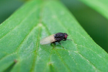 nature macro