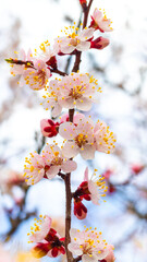 Apricot branch with delicate pink flowers. Apricot blossoms