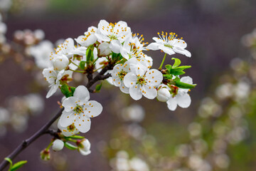 Cherry plum branch with flowers and buds, cherry plum blossoms