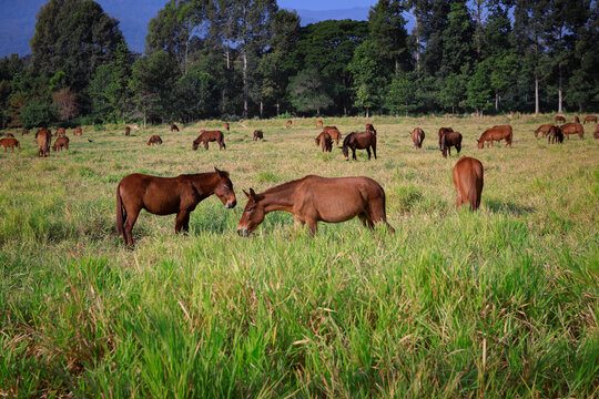 flcok of horse standing in grass field