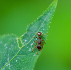 nature macro