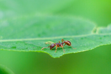 nature macro