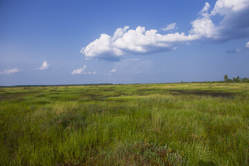 Obraz premium Elninskoe swamp, Belarus. Landscape of the Elninsky Reserve. a picturesque view of the swamp, with its rare plants. A walk along the ecotrail, acquaintance with a new ecosystem. Marsh-lungs of Europe