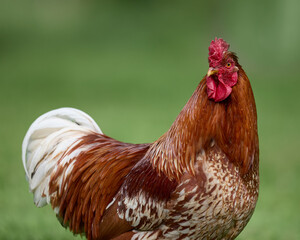 Portrait of red rooster free range in garden