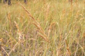 Painting of yellow calamagrostis epigejos, reed grass, growing on the field with grass