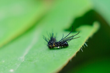 nature macro