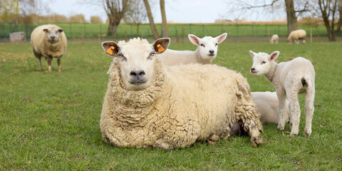 Group of white Flemish sheep ewe with lambs