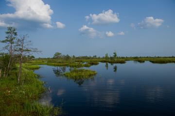 Obraz premium Elninskoe swamp,Belarus. Landscape of the Elninsky Reserve. A beautiful and clean lake in the center of the reserve.Walking along the eco-trail, acquaintance with a new ecosystem.swamp-lungs of Europe