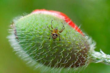 nature macro