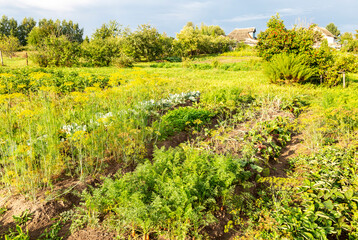 Fototapeta na wymiar Carrots and other vegetables growing at the vegetable garden in summer