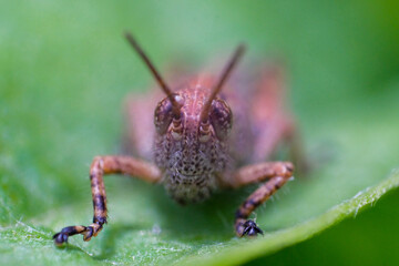 nature macro