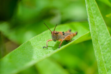 nature macro