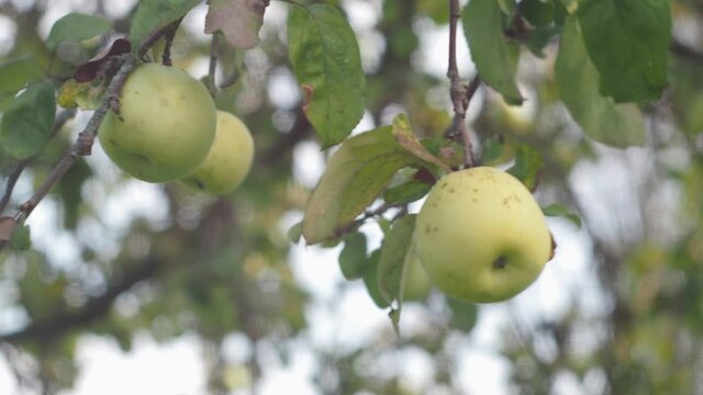 a branch with white apples. the first apples are in focus. the rest of the foliage is out of focus
