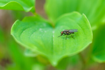 Fototapeta premium nature macro