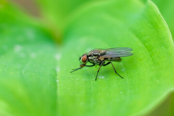 nature macro