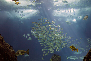 Fototapeta premium Salt water shoal of fish