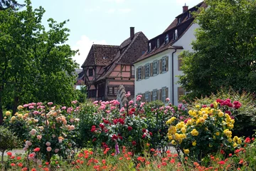 Tuinposter Krakau Insel Reichenau, Sommerstimmung