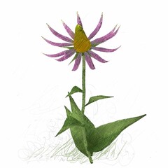 Decorative isolated flower image. Floral Illustration. Vintage botanic artwork. Hand made drawing.