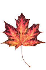 Close-up of a beautiful autumn maple leaf on a white background. Bright natural colors