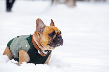 A French bulldog is playing in the snow.
