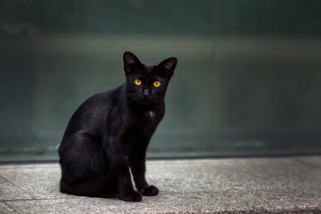 A black cat with orange eyes.

