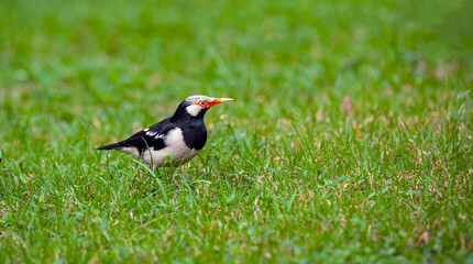 The black-collared starling (Gracupica nigricollis) is a species of starling in the family Sturnidae.
