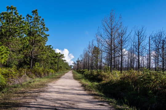 The path to walking on the top of Phu Kradueng National Park 1200 msl, Loei province, Thailand