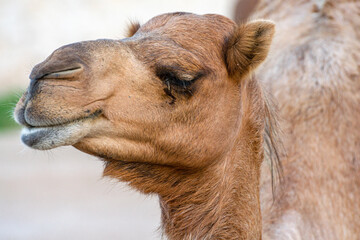 Funny Arabian camel face