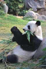 Obraz na płótnie Canvas Giant panda bear eats bamboo leaves in a zoo in the Ocean park 18 Nov 2021