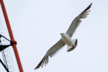 seagull