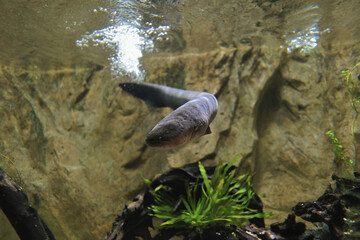 the Electric eel in freshwater aquarium, selective focus. 18 Nov 2021