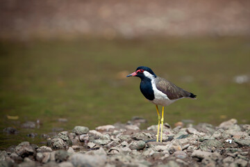 The red-wattled lapwing (Vanellus indicus) is an Asian lapwing or large plover, a wader in the...