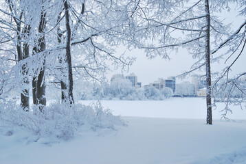 Beautiful park in winter