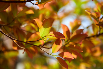 orange leaves in the early spring	
