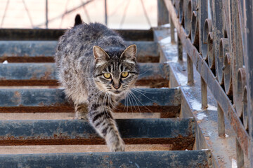cat on the roof