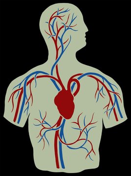 The Circulatory System Of Human. Vintage Medical Scheme.