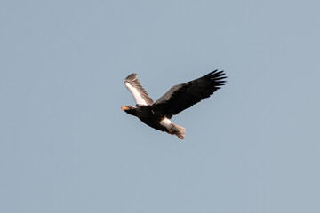 american bald eagle