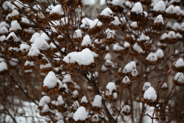The snow lies on the branches of the shrub
