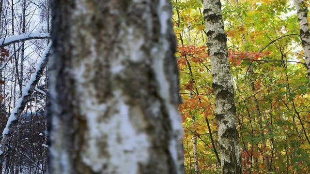 Change of seasons from autumn to winter in a birсh forest on a sunny day. Lateral slow motion of the camera along the line of the forest.