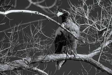 sea eagle on branch