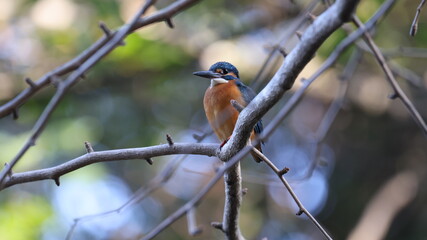 木の枝の上のカワセミの写真