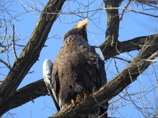 sea eagle on branch