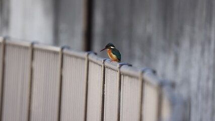 川の脇の手すりで休むカワセミの写真