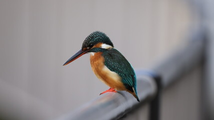 川の脇の手すりで休むカワセミの写真