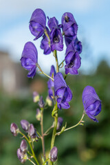 Monks hood (aconitum napellus) flowers in bloom