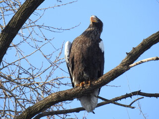 sea eagle on branch