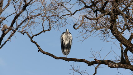 木の枝の上で休んでいるアオサギの写真