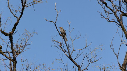 木の上で休んでいるヒヨドリの写真