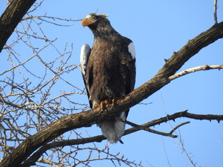 sea eagle on branch