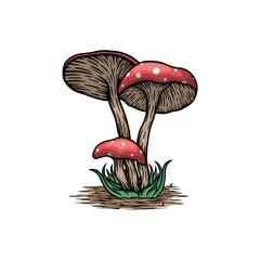 mushrooms in the grass